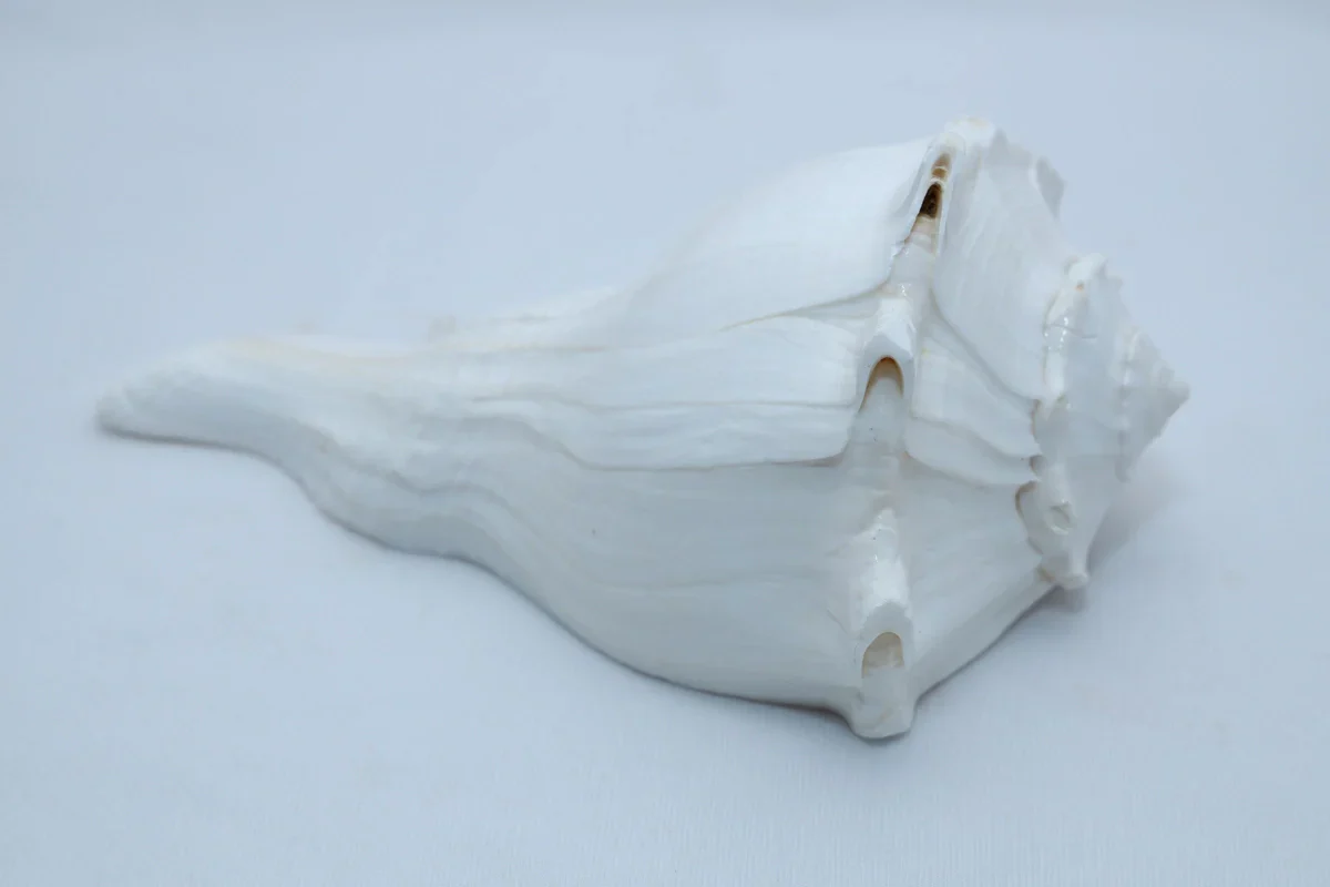 Right Hand Shankh - 3 x 5 Inches | Right Hand Shankh Conch/ Valampuri Sangu/ Dakshinavarti Shankh for Pooja - Image 2